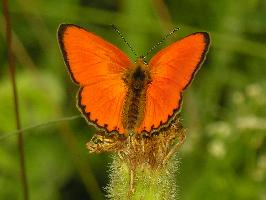 Fotó: Scarce copper