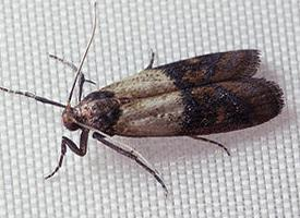 Fotó: Indianmeal moth