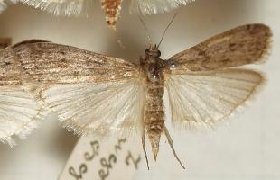 Fotó: Mediterranean flour moth