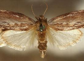 Fotó: Greater wax moth