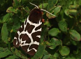 Fotó: Garden tiger moth