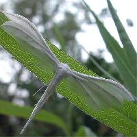 Fotó: White plume moth