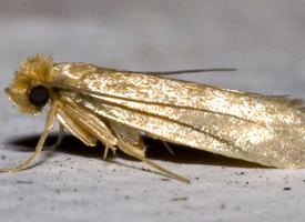 Fotó: Common clothes moth