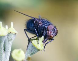 Fotó: Blue bottle fly