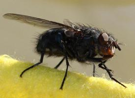 Fotó: Housefly