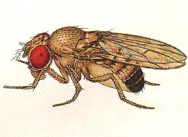 Fotó: Fruit fly