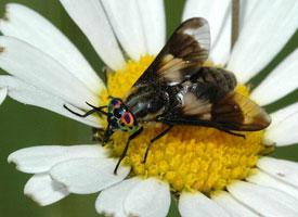 Fotó: Splayed deer fly