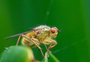 Fotó: Yellow dung fly