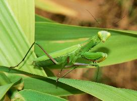 Fotó: European mantis