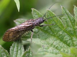 Fotó: Alderfly