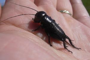 Fotó: European field cricket