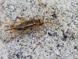 Fotó: House cricket