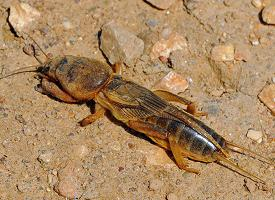 Fotó: European mole cricket