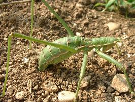 Fotó: Predatory bush cricket