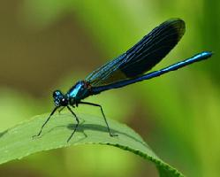 Fotó: Banded demoiselle