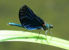 Fotó: Beautiful demoiselle