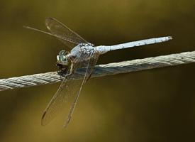 Fotó: Southern skimmer