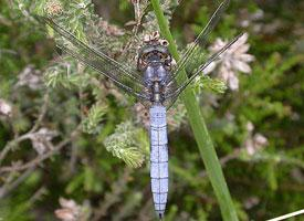 Fotó: Keeled skimmer