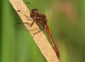 Fotó: Scarlet dragonfly