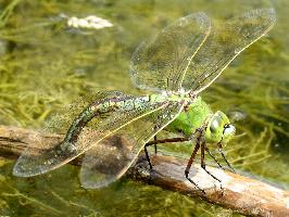 Fotó: Emperor dragonfly