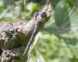 Fotó: Hairy dragonfly