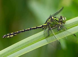 Fotó: Green snaketail