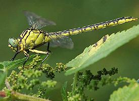 Fotó: River clubtail