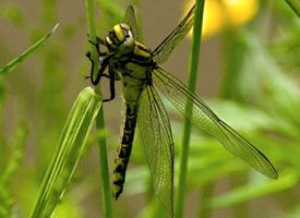 Fotó: Common clubtail