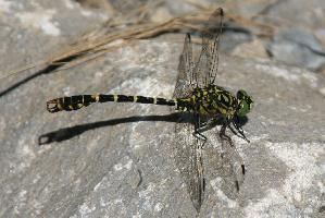 Fotó: Small pincertail