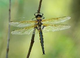 Fotó: Eurasian baskettail