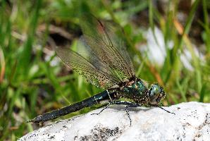 Fotó: Alpine emerald