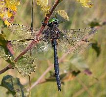 Fotó: Northern emerald