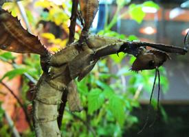 Fotó: Spiny leaf insect