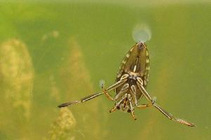 Fotó: Common backswimmer