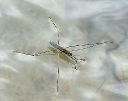 Fotó: Common pond skater