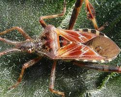 Fotó: Western conifer seed bug