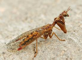 Fotó: Styrian praying lacewing