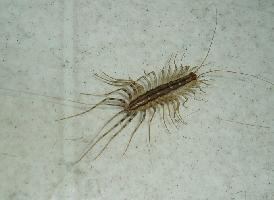 Fotó: House centipede