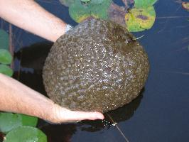 Fotó: Magnificent bryozoan