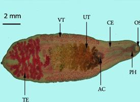 Fotó: Chinese liver fluke