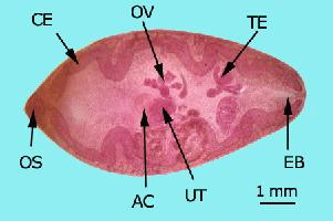 Fotó: Japanese lung fluke