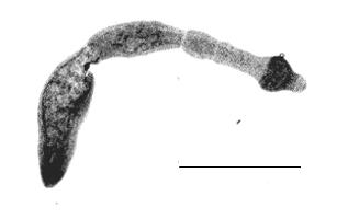 Fotó: Fox tapeworm