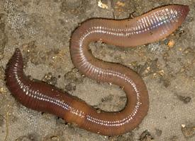 Fotó: Common earthworm