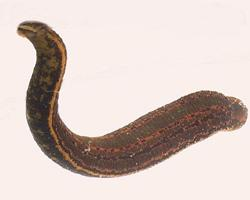 Fotó: European medicinal leech