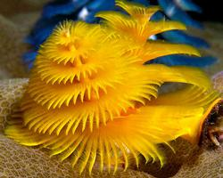 Fotó: Christmas tree worm