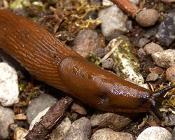 Fotó: Spanish slug