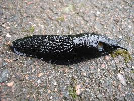 Fotó: Black slug