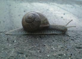 Fotó: Roman snail