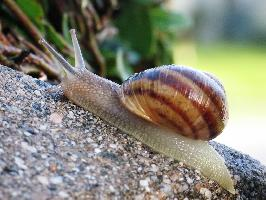 Fotó: Garden snail