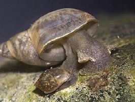 Fotó: Great pond snail